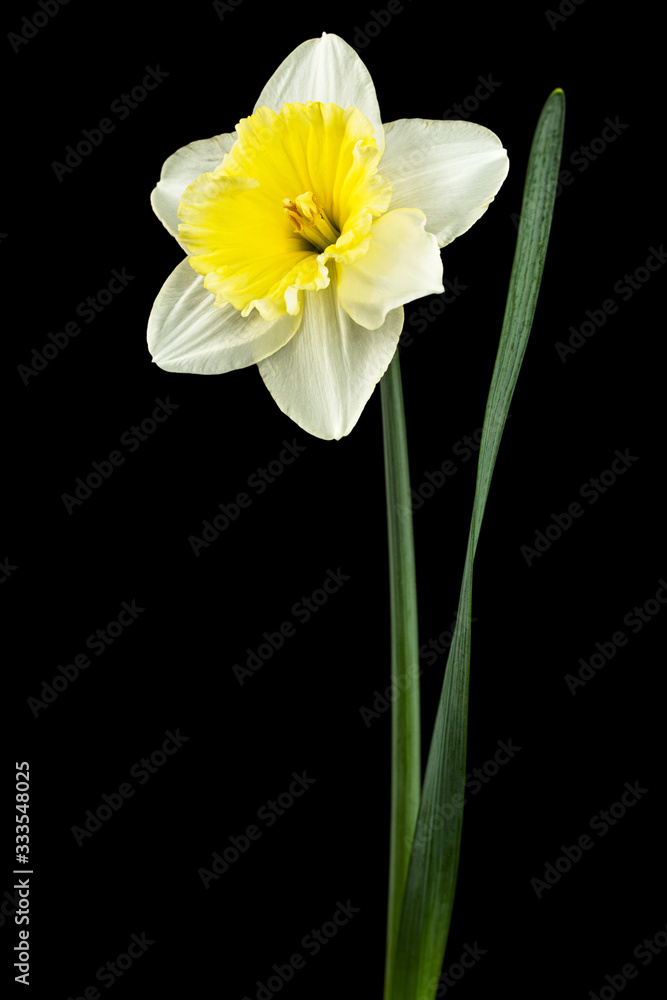 Flower of white Daffodil (narcissus), isolated on black background Flower of white Daffodil (narcissus), isolated on black background