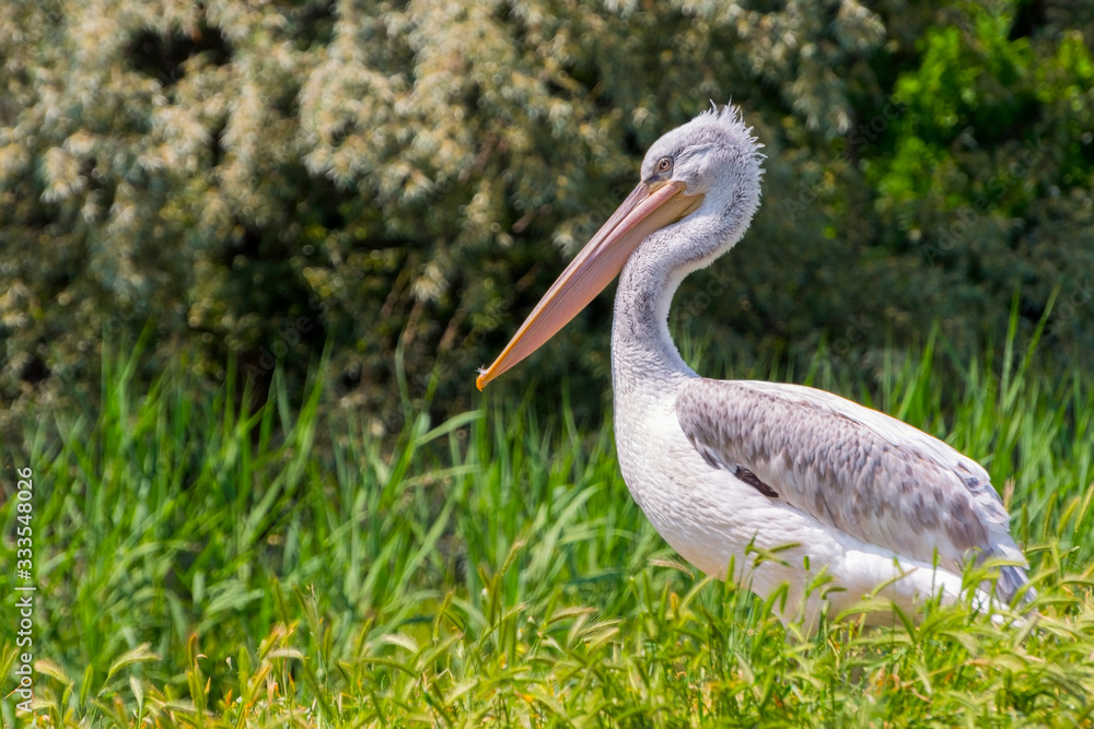 Great Dalmatian pelican in the green field Great Dalmatian pelican in the green field