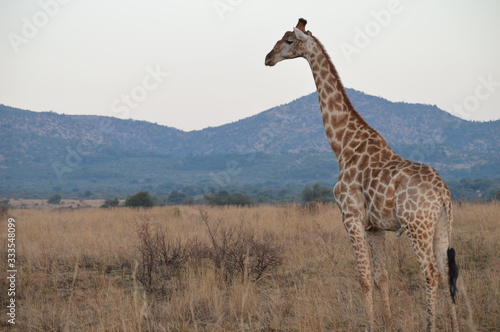 Safari South Africa