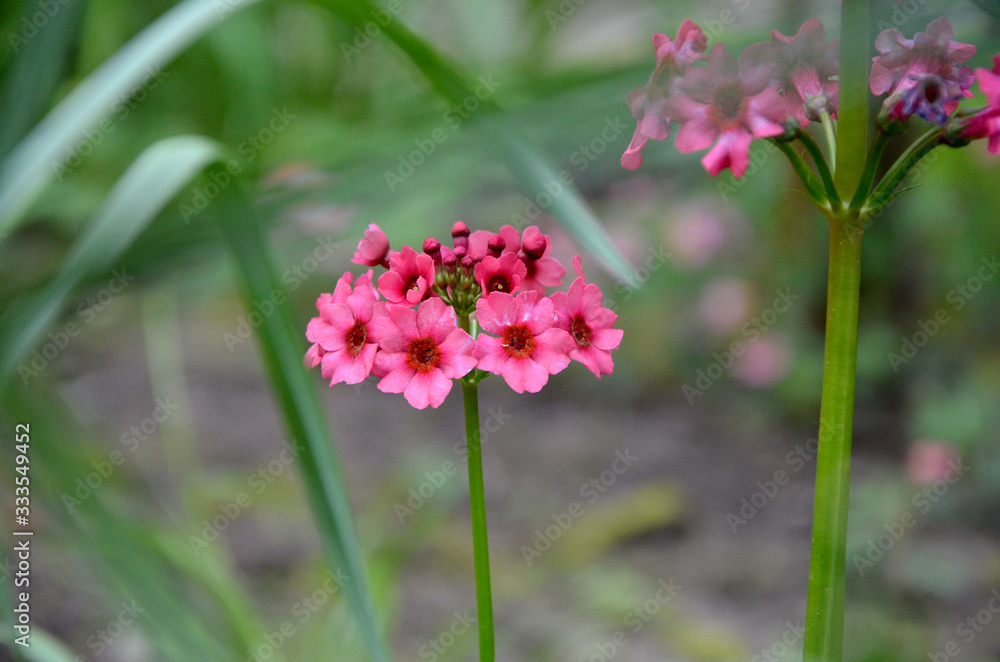 Fototapeta premium verbena beautiful bright pink flowers in the garden
