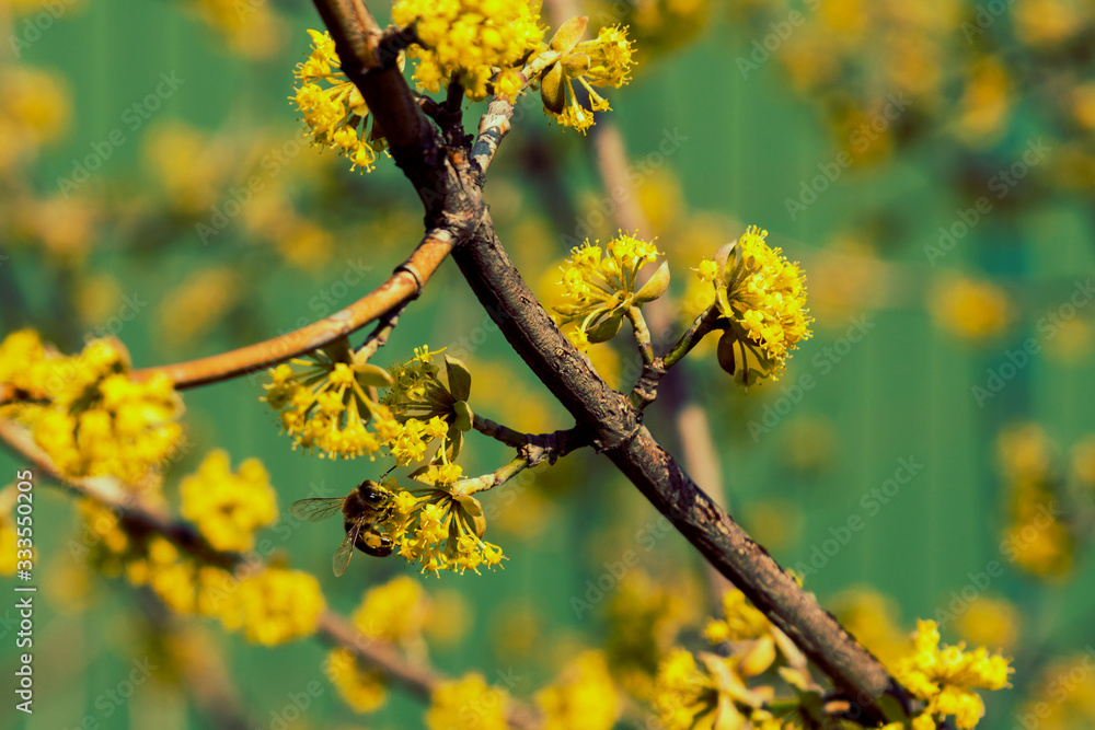 bee on a cornel tree. Yellow flowers. The concept of the arrival of spring.Honey production. . Blooming tree, close up. Honey Bee collects pollen from fruit tree. Dogwood tree in bloom bee on a cornel tree. Yellow flowers. The concept of the arrival of spring.Honey production. . Blooming tree, close up. Honey Bee collects pollen from fruit tree. Dogwood tree in bloom