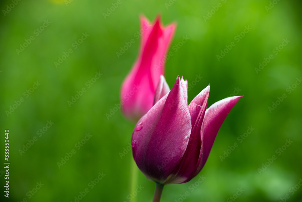 Nice color tulip flowers after the spring rain nature flora Nice color tulip flowers after the spring rain nature flora