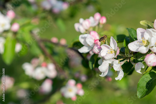 Honey bee pollinating apple blossom. The Apple tree blooms. honey bee collects nectar on the flowers apple trees. Bee sitting on an apple blossom. Spring flowers