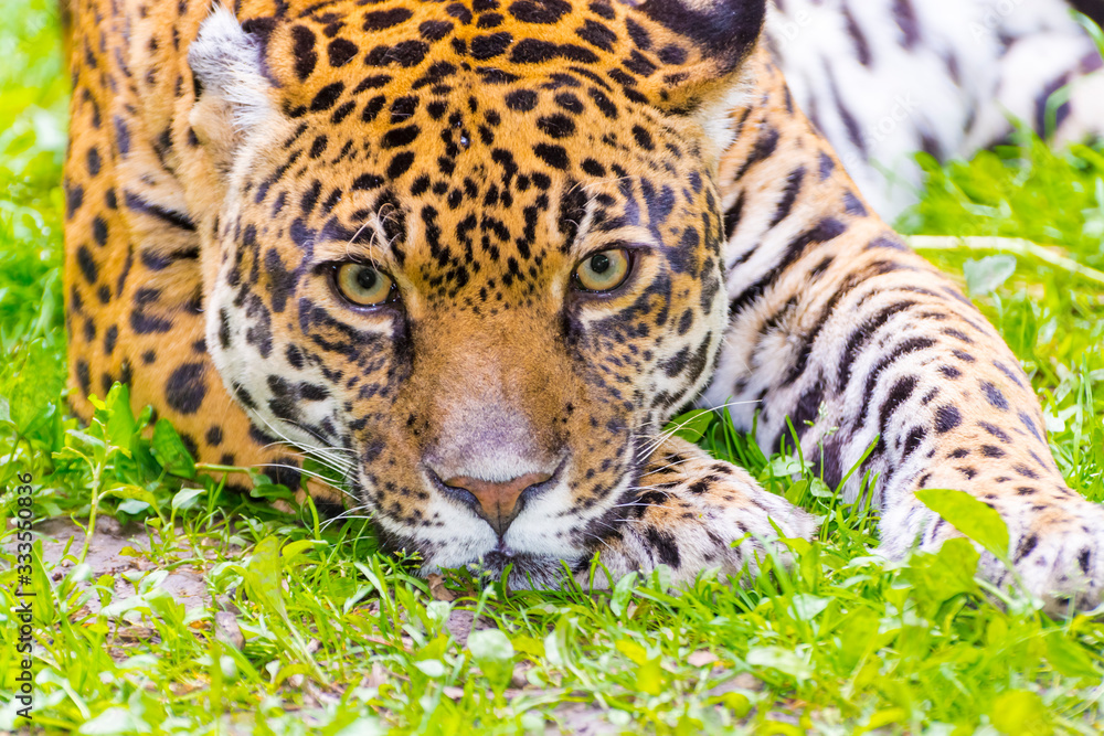 Obraz premium Portrait of an adult spotted female jaguar