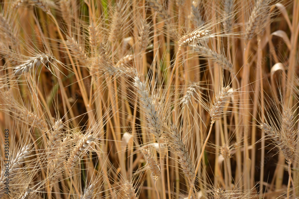 Fototapeta premium Closeup of ears of golden wheat on the field