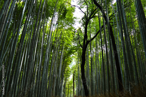 Kyoto  Japan