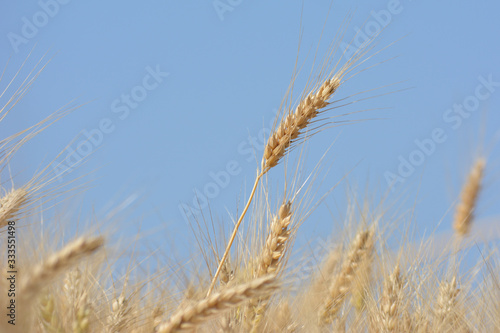 Closeup of ears of golden wheat on the field