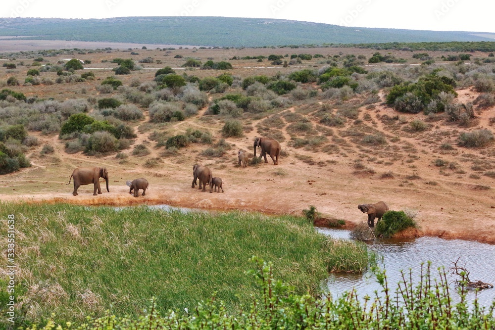 Elephant Herd at Addo Elephant National Park Elephant Herd at Addo Elephant National Park