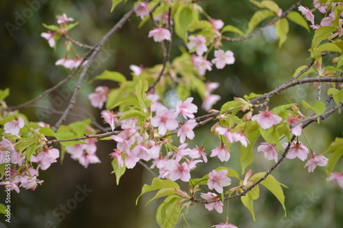 Wallpaper Mural Kyoto, Japan Torontodigital.ca
