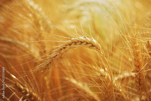 Closeup of ears of golden wheat on the field