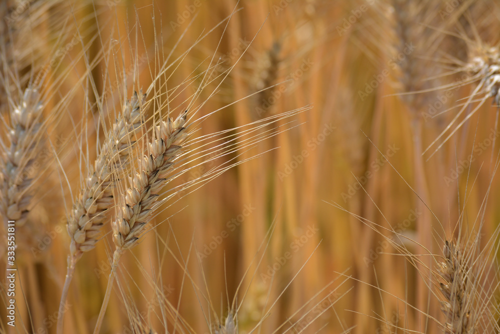 Closeup of ears of golden wheat on the field Closeup of ears of golden wheat on the field