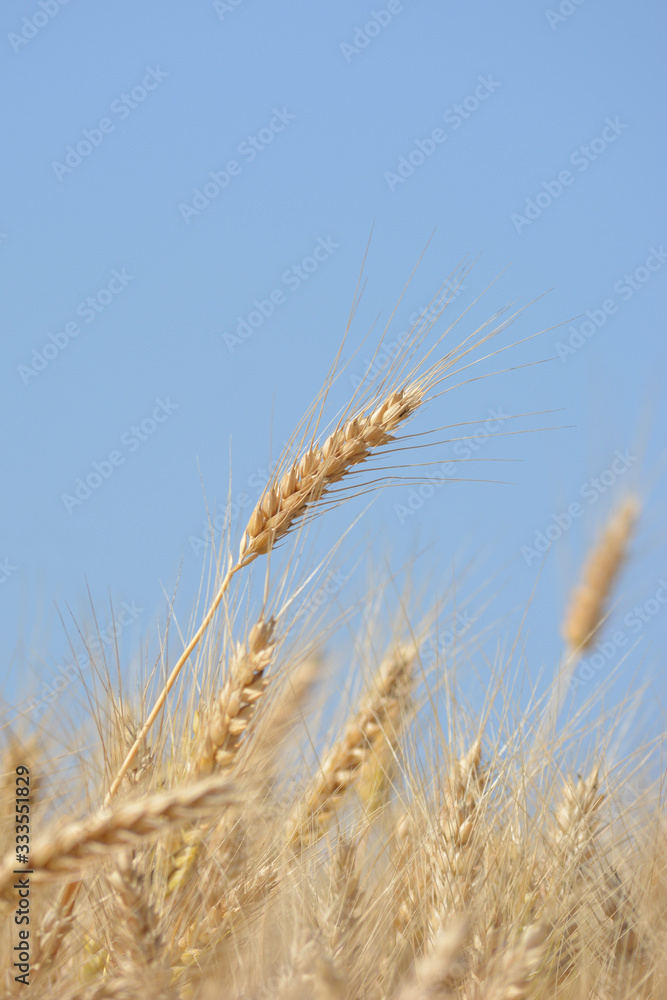 Closeup of ears of golden wheat on the field Closeup of ears of golden wheat on the field