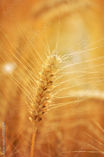 Closeup of ears of golden wheat on the field