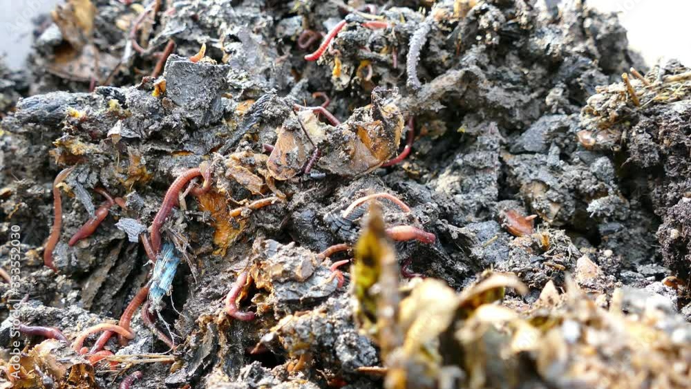Biodiversity of soil production - humus produced by decomposition of leaves and other plant materials by microorganisms, common earth worms (Lumbricus terrestris), common pill-bugs and ants, UHD. Biodiversity of soil production - humus produced by decomposition of leaves and other plant materials by microorganisms, common earth worms (Lumbricus terrestris), common pill-bugs and ants, UHD.