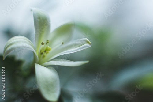 .White flowers of paniculata muraya. Murraya bloom. Indoor  ornamental plant.