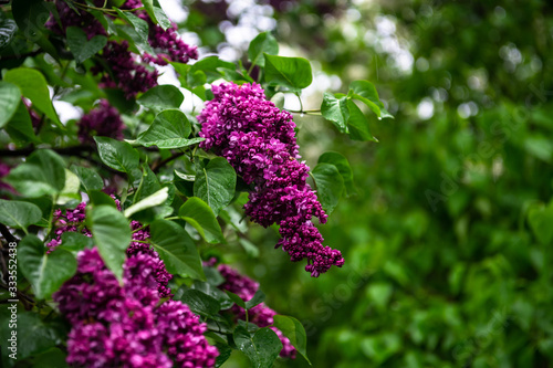 Lilac garden trees under the rain nature spring time botany 