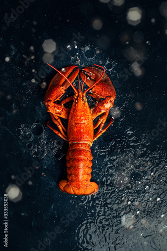 Lobster on a dark background with water drops