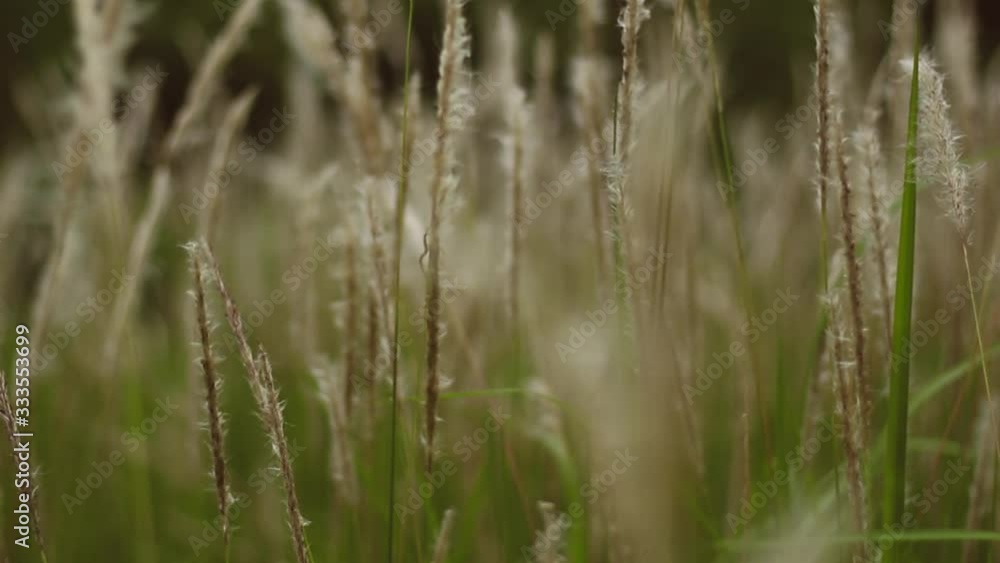 Video of Cogon Grass flowering with a gentle breeze. This video has a blurry or bokeh effect. This recording is with smooth camera movements. Video of Cogon Grass flowering with a gentle breeze. This video has a blurry or bokeh effect. This recording is with smooth camera movements.