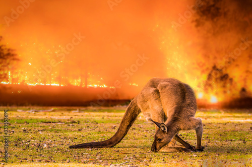 Kangaroo Island, Australia, South Australia- 2019: Kangaroo in the Australian bush during the bushfire. photo