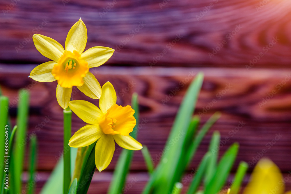 Fototapeta premium A branch of yellow orchids on a brown wooden background