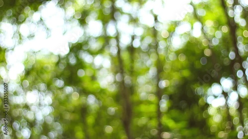 Video blur or bokeh light effects on the corner of the leaves in Borneo or Kalimantan tropical rainforest.