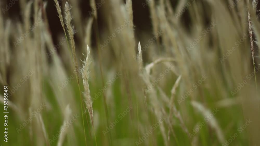 Video of Cogon Grass flowering with a gentle breeze. This video has a blurry or bokeh effect. This recording is with smooth camera movements. Video of Cogon Grass flowering with a gentle breeze. This video has a blurry or bokeh effect. This recording is with smooth camera movements.