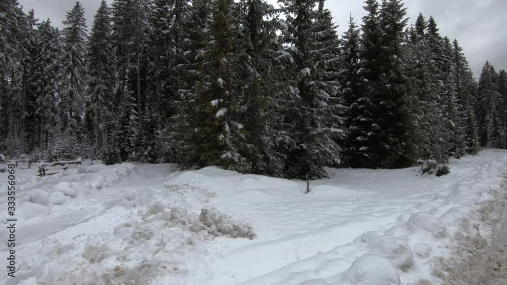 Left pan spruce tree forest and ground covered with snow with weekend houses behind wooden fence. Winter season in wilderness, Pokljuka plateau, Slovenia Left pan spruce tree forest and ground covered with snow with weekend houses behind wooden fence. Winter season in wilderness, Pokljuka plateau, Slovenia