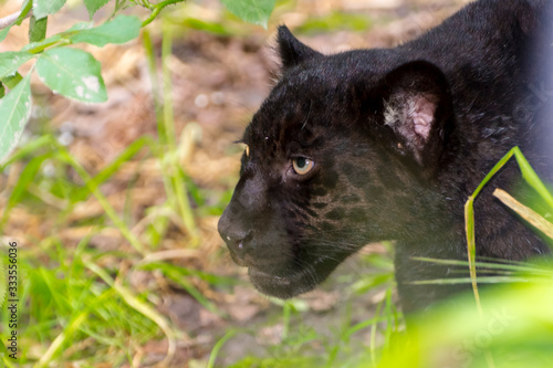Young black jaguar cub in the green