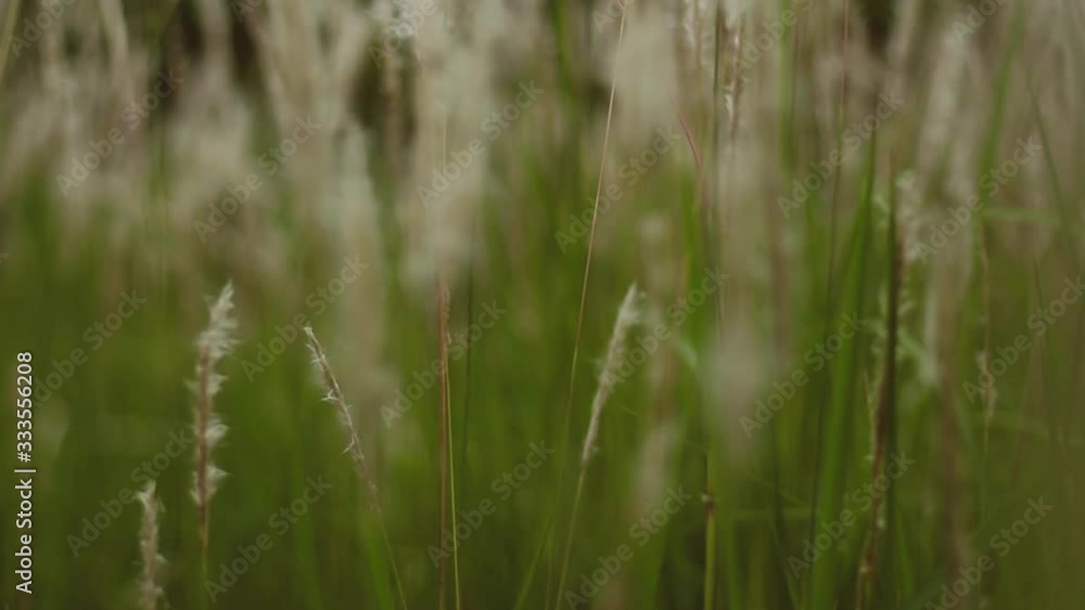 Video of Cogon Grass flowering with a gentle breeze. This video has a blurry or bokeh effect. This recording is with smooth camera movements. Video of Cogon Grass flowering with a gentle breeze. This video has a blurry or bokeh effect. This recording is with smooth camera movements.