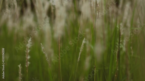 Video of Cogon Grass flowering with a gentle breeze. This video has a blurry or bokeh effect. This recording is with smooth camera movements.