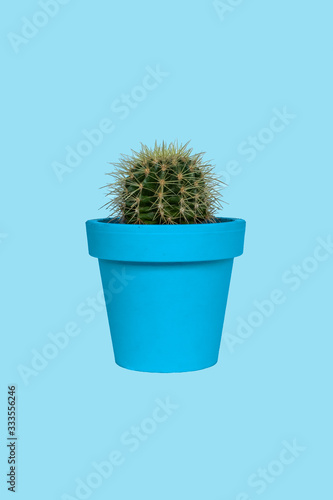 green cactus with needles in a turquoise pot on a blue background. blue green