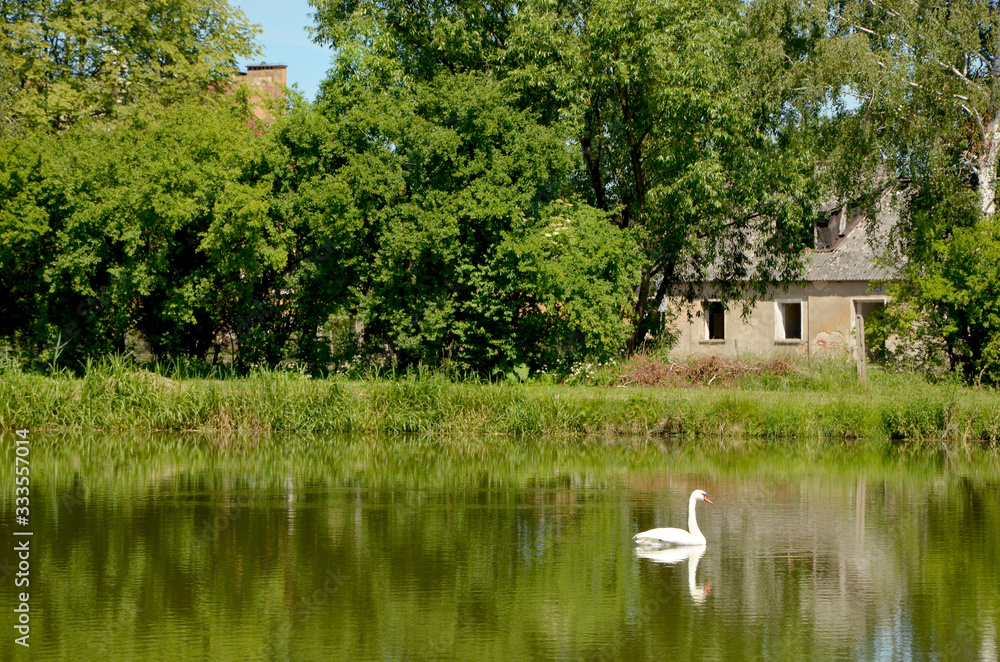 Fototapeta premium beautiful bird white swan on the pond