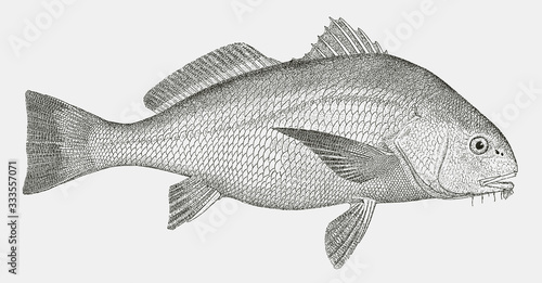 Adult black drum, pogonias cromis, a fish from the Western Atlantic Ocean in side view