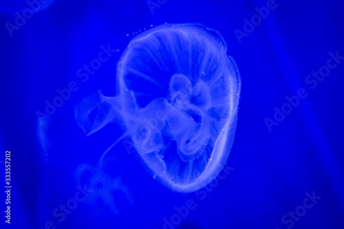 portrait of a captive jellyfish in its habitat at the Genoa aquarium