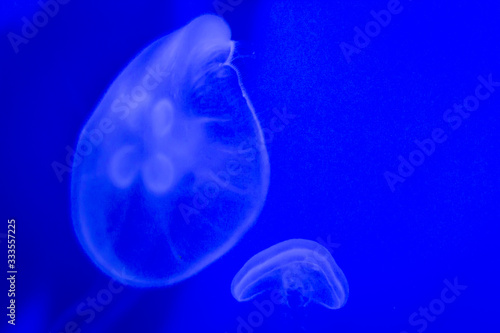 portrait of a captive jellyfish in its habitat at the Genoa aquarium