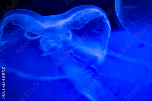 portrait of a captive jellyfish in its habitat at the Genoa aquarium