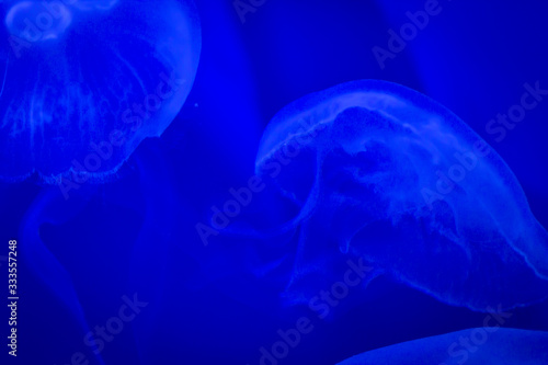 portrait of a captive jellyfish in its habitat at the Genoa aquarium