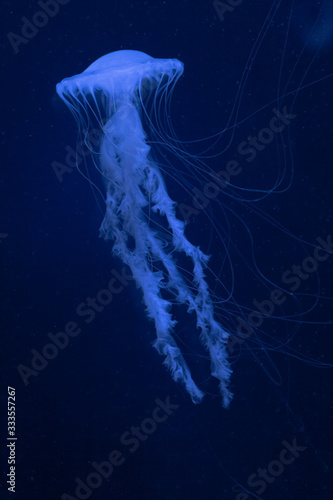 portrait of a captive jellyfish in its habitat at the Genoa aquarium