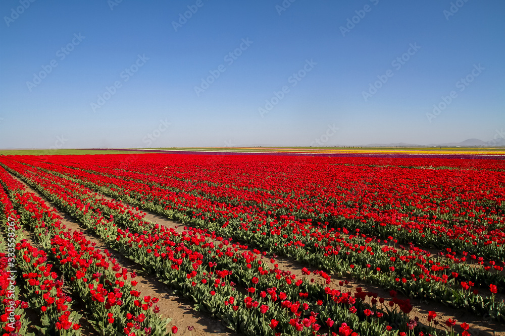 A magical landscape with blue sky over tulip field in KONYA TURKEY.