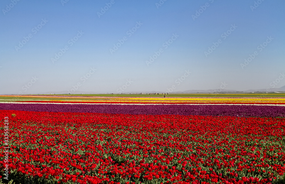 Fototapeta premium A magical landscape with blue sky over tulip field in KONYA TURKEY.