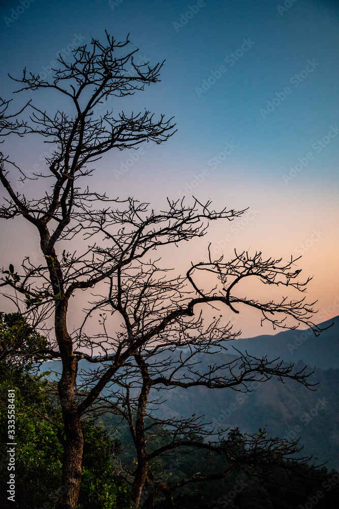 silhouette of a tree at sunrise- bisle ghat view point, KA India silhouette of a tree at sunrise- bisle ghat view point, KA India