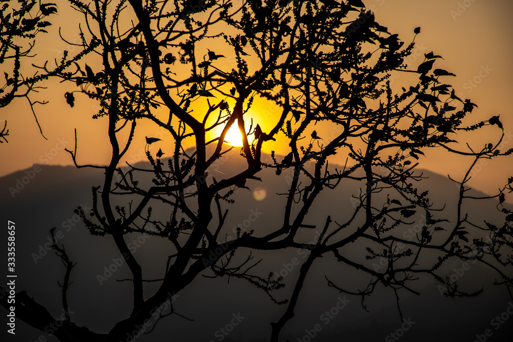 silhouette of tree- Bisle ghat view point, KA India