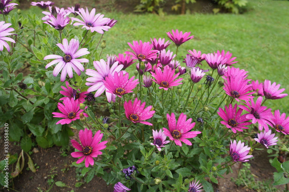 flores cor de rosa no jardim flores cor de rosa no jardim