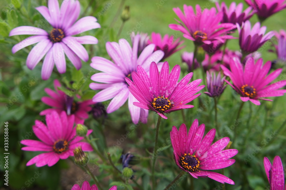 Fototapeta premium flores cor de rosa no jardim