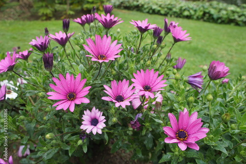 flores cor de rosa no jardim