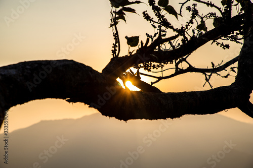 silhouette of a tree in sunrise - bisle ghat view pint, KA, India