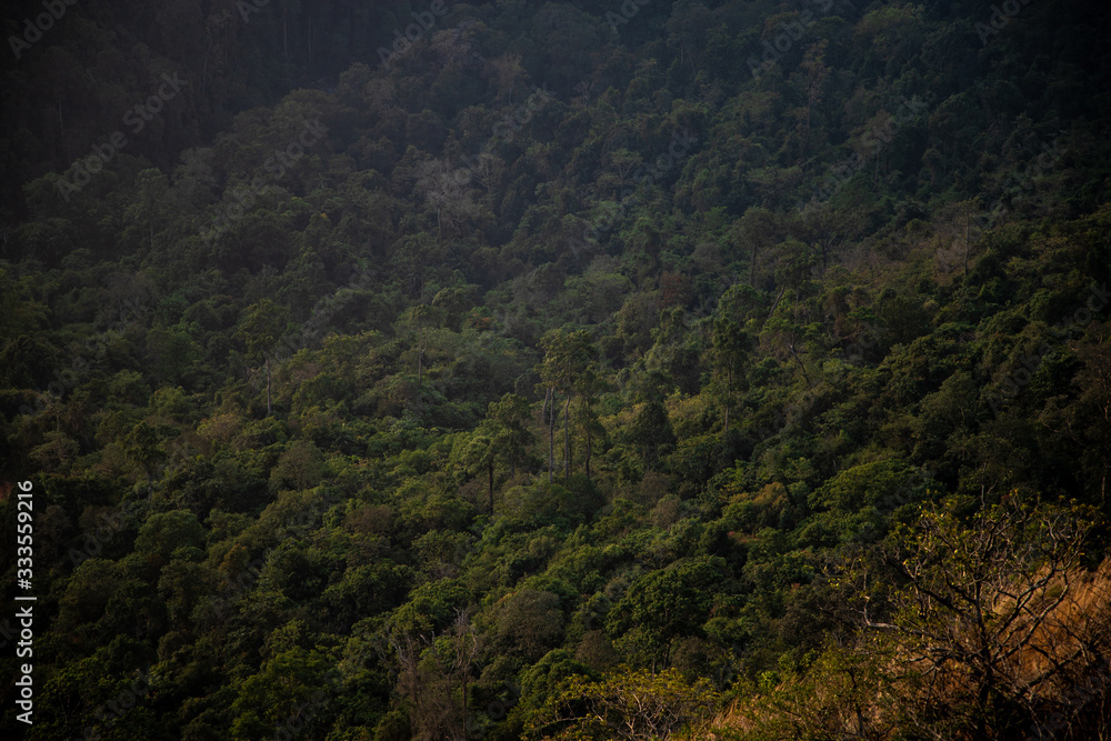 forest in the mountains- Bisle ghat view point, KA India