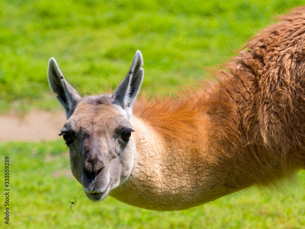 Fototapeta premium Head of a guanaco in green environment