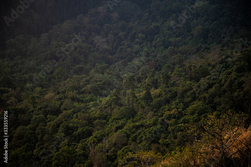 forest in the mountains- Bisle ghat view point, KA India
