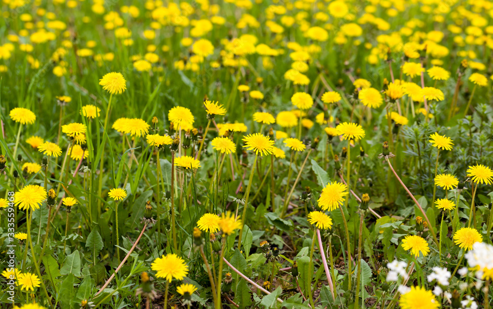 beautiful yellow dandelions